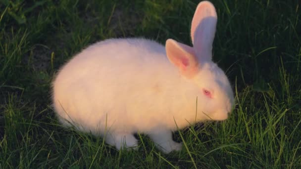 Zblízka Bílý králík jíst trávu na zeleném trávníku v louce — Stock video