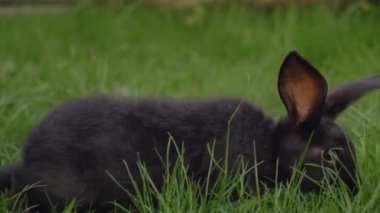 Siyah komik tavşan koca kulaklı yeşil çayır üzerinde atlar ve ot yiyor