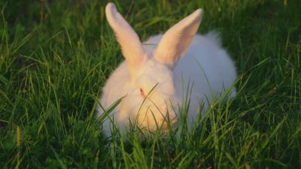 White Funny Rabbit With Big Ears On A Green Meadow Sniffing The Grass — Stock Video