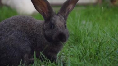Siyah komik tavşan koca kulaklı yeşil çayır üzerinde atlar ve ot yiyor