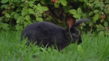 Siyah komik tavşan koca kulaklı yeşil çayır üzerinde atlar