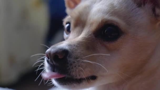 Closeup πρόσωπό σκυλί κοιτάζει σε ένα σημείο σαν ζόμπι και συχνά έγλειψε με τη γλώσσα — Αρχείο Βίντεο