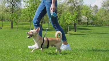 Hostes onu komik küçük köpek tasma, yeşil çim üzerinde Park güneşli bir günde içeri girer