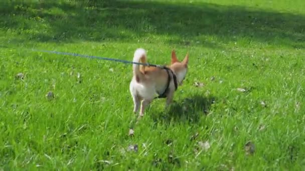 Pequeño perro divertido con correa en el césped verde en el día soleado en el parque — Vídeos de Stock