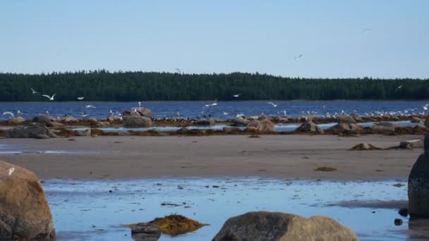 Costa con piedras grandes y un montón de gaviotas — Vídeos de Stock