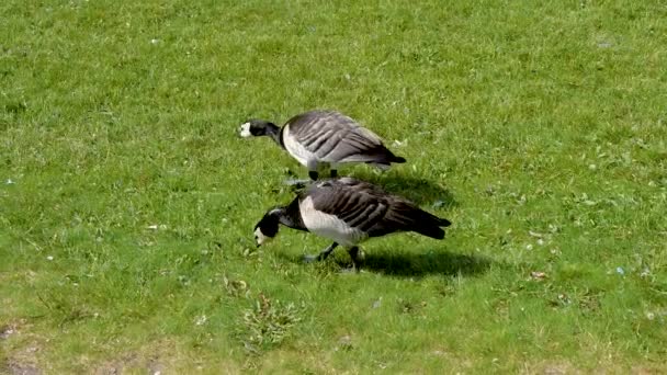 Två kanadagås Peck grönt gräs i fältet på en solig sommardag — Stockvideo