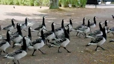 Kanada parkta yürüyüş kaz sürüsü