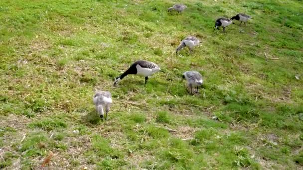 Kanadensiska gäss och kycklingar näbb picka gröna gräset och buggar på marken — Stockvideo