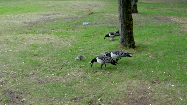 Kanadagås och kycklingar picka grönt gräs och buggar på marken i parken — Stockvideo