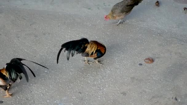 Hermosa polla y un pollo picando arroz — Vídeo de stock