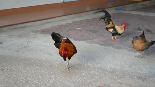 Multi galo adulto colorido bonito e galinha sebes grão arroz — Vídeo de Stock