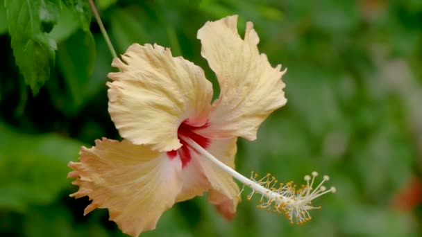 花の中に驚くほどの美しいハイビスカス ローザ ススキの花クローズ アップ — ストック動画