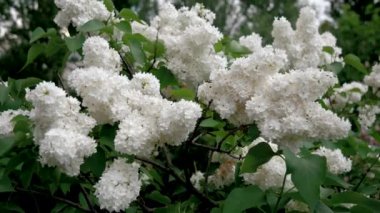 Baharda çiçek açması beyaz çiçek leylak Bush gür