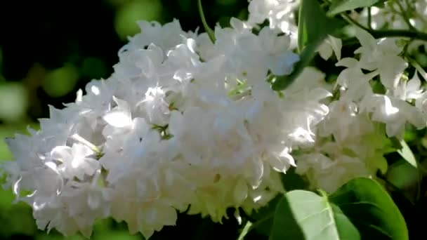 Exuberante brote de lila con flores blancas en los rayos del sol a través de las hojas — Vídeo de stock