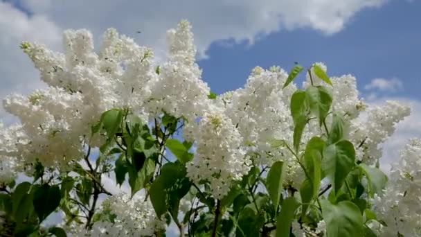 Üppig schöner Strauch blühende weiße Fliederblüten im Frühling — Stockvideo