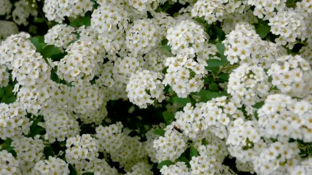 Blommande Spirea många vita blommor — Stockvideo