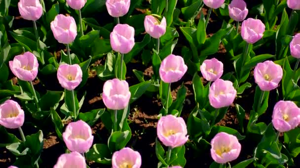 Hermosas flores de tulipán púrpura en el césped en un día soleado — Vídeo de stock