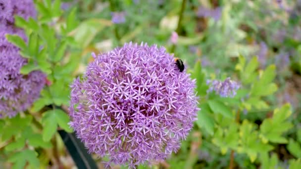 Декоративный лук цветет фиолетовый цветок и шмель собирает пыльцу — стоковое видео