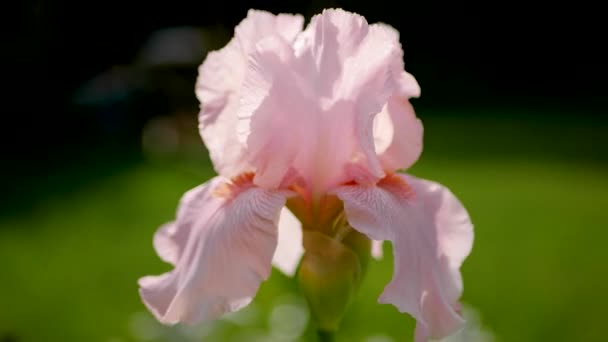 Крупный план цветущего розового цветка радужки — стоковое видео