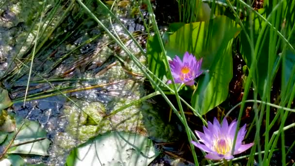 Fialový leknín v jezeře, kde se sluneční paprsky odrazí od vody