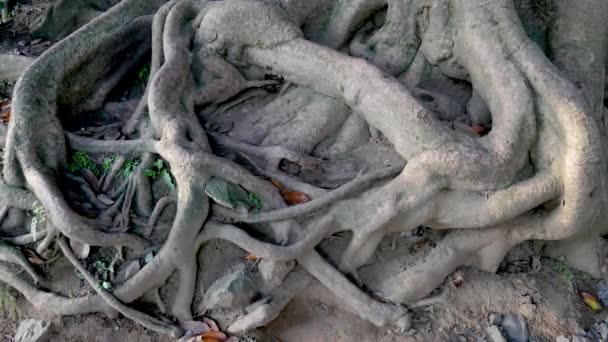 Συνυφασμένη μεγάλο και χοντρό δέντρο ρίζες στην επιφάνεια της γης — Αρχείο Βίντεο
