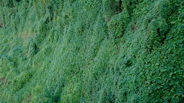 Begroeid met een groene tapijt op het grondoppervlak op een heuvel — Stockvideo