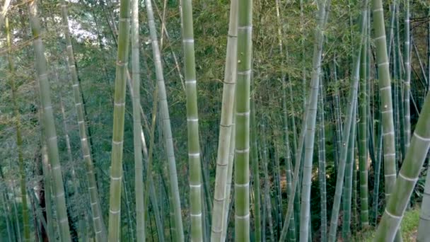 Grosellas de bosque de bambú alto — Vídeos de Stock