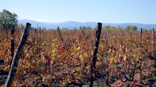 Вид на виноградник с разноцветными листьями в день открытия — стоковое видео