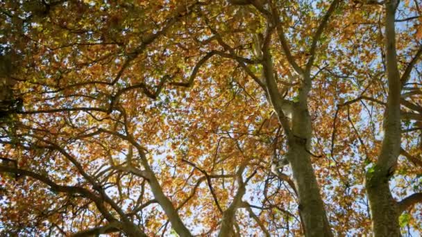 Όμορφο Στέμμα Του Συκομουριά Δέντρο Φθινόπωρο Πολύχρωμα Φύλλα Χρυσό Φως — Αρχείο Βίντεο