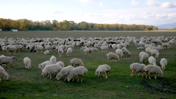 Große Schafherde weidet auf dem Feld — Stockvideo