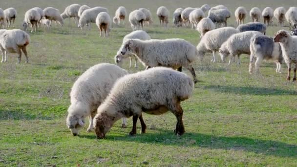 Herd Of Sheep Grazing In A Field On The Ranch — Stok Video