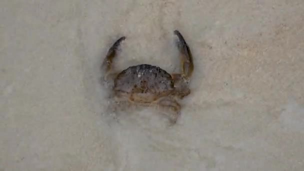 Krab op het strand van de Sandy Hijwordtgedekt met golven — Stockvideo