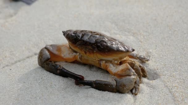 Krabba på den sandiga stranden av tropiska havet en solig dag — Stockvideo