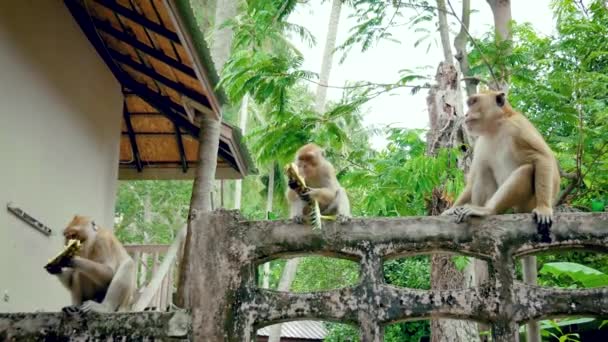 Vadon élő majmok ül a kerítésen, a ház, és enni ananász a trópusokon — Stock videók