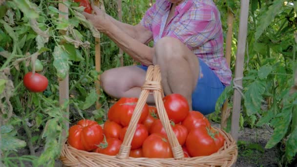 Vieille femme recueille les mains dans un panier de tomates mûres dans la serre — Video