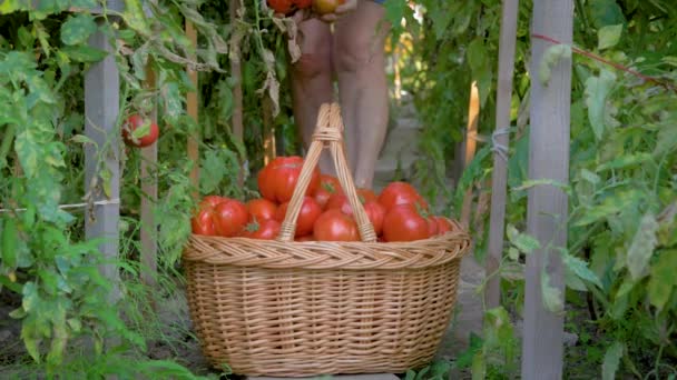 В теплице пожилая женщина собирает спелые помидоры и кладет их в корзину — стоковое видео