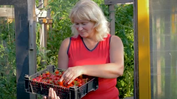 Im Gewächshaus reife Frau hält eine Schachtel mit der Ernte der reifen Kirschtomaten — Stockvideo