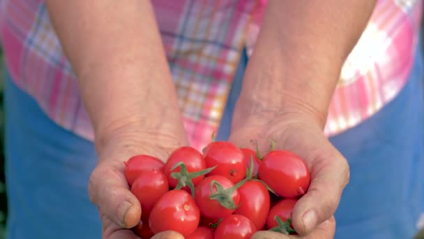 Руки пожилой женщины с горсткой спелых красных помидоров вишни крупным планом — стоковое видео