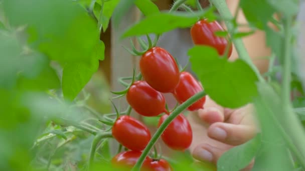 Manos del agricultor recogidas gentilmente de Bush en el invernadero Tomates cherry maduros — Vídeo de stock