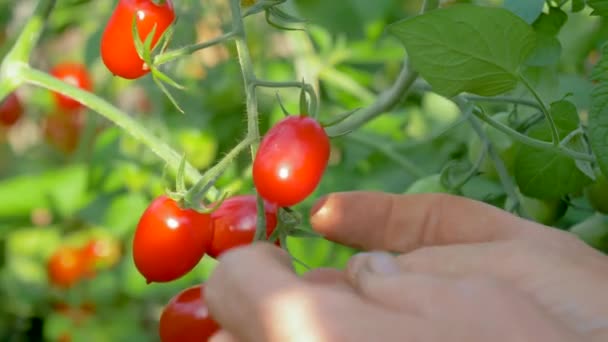 Rukou farmáře od Bush ve skleníku zralých rajčat — Stock video