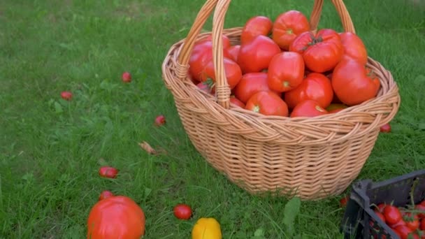 Caixa completa e cesta com tomates maduros no gramado da fazenda Eco — Vídeo de Stock