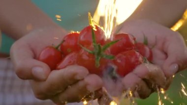 Çiftçi kiraz domates tutarak ve onları su arka plan Günbatımı ile dökme