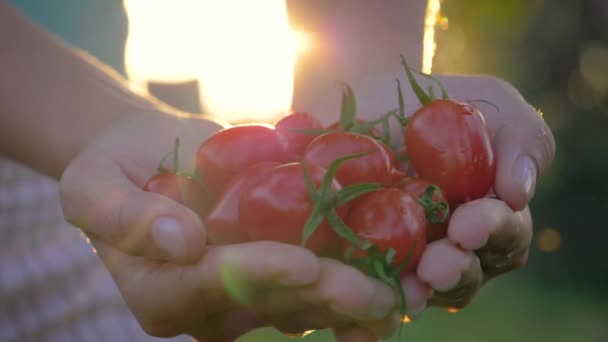 Manos campesinas sosteniendo un puñado de tomates cherry maduros contra la puesta de sol dorada — Vídeos de Stock