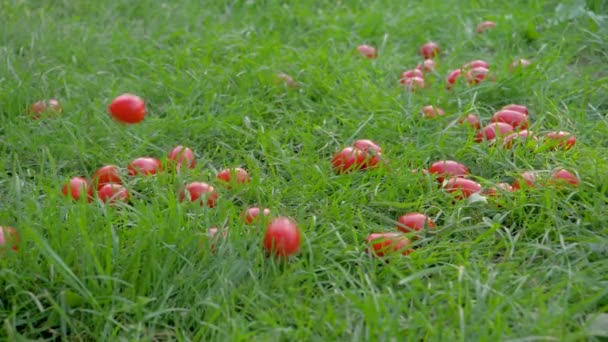 Caída lenta de tomates rojos de cereza en el césped verde — Vídeo de stock