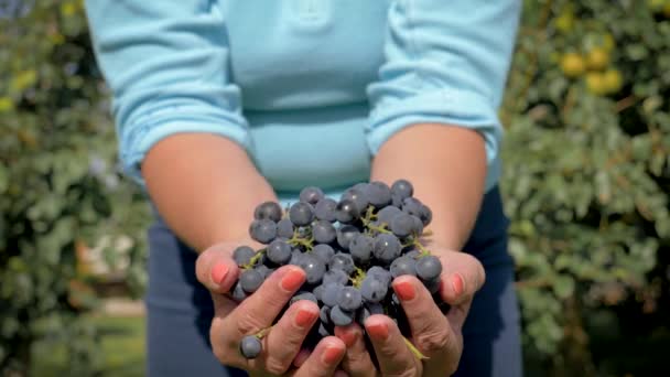 Mezőgazdasági Kertész kezében tartja egy maroknyi érett fekete szőlő mutatja a kamera — Stock videók