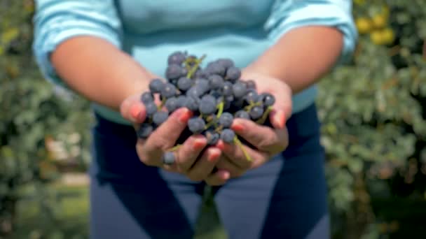 Фермер-агроном держит в руках горстку спелых черных виноградников, показанных в камере — стоковое видео