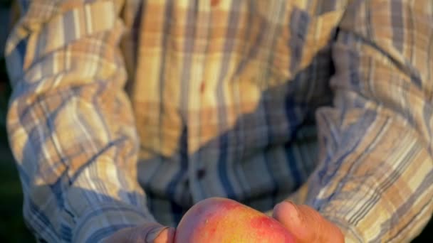 Agricultor idoso agrônomo segura maçãs maduras em sua mão e mostra-los à câmera — Vídeo de Stock