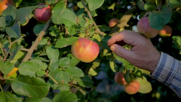 Rukou starý farmář shromažďovány stromu zralé jablíčko zblízka — Stock video