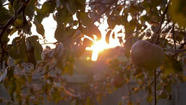 Яблуня з червоні яблука на тлі заходу сонця — стокове відео