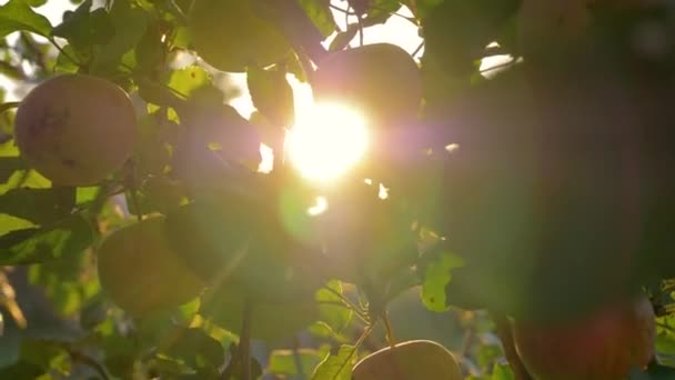 Natuurlijke appelboom met rode appels op de achtergrond van de zonsondergang — Stockvideo